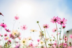 עובדות מעניינות על פרחים