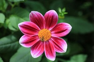 עשרת הפרחים הנדירים והמיוחדים בעולם