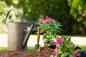 איך להרבות צמחים מהגינה הביתית
